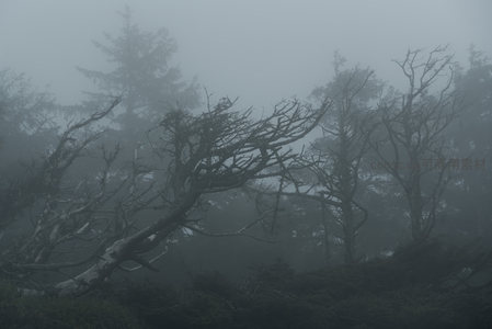 风蚀枯木，雾锁山野的诗意画面