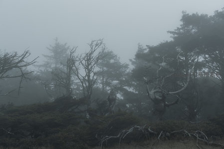 悬崖边的雾林，根须裸露显生命力