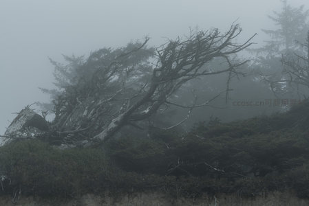 雾霭中的扭曲树影，自然的雕塑艺术