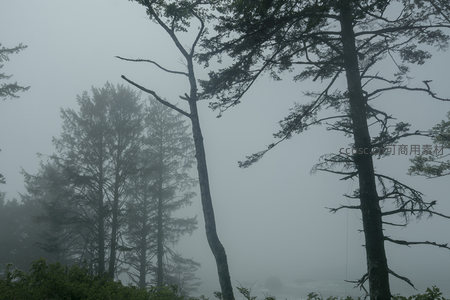 雾中森林，静谧如画