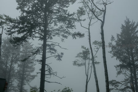 薄雾笼罩的林间秘境