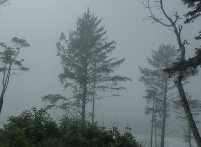 云雾缭绕的针叶林景