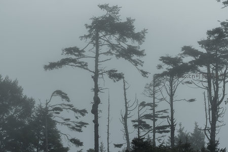 雾霭中的孤松剪影