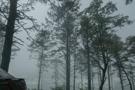 雾锁密林，车影相伴