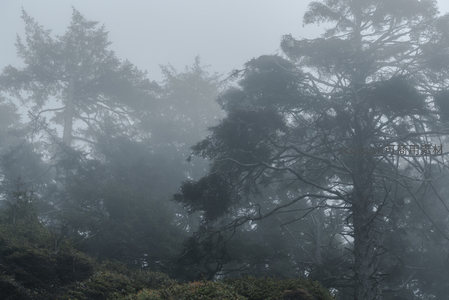 雾锁深林，苍松隐现如仙境