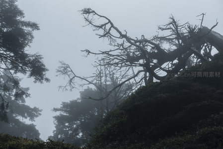 枯枝探云，雾中古树显风骨
