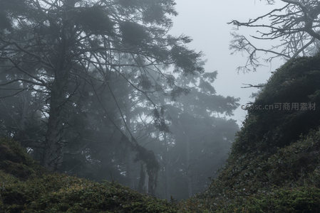 云雾缭绕山谷，林木幽深似秘境
