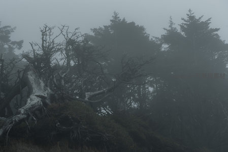 雾中残木，静默诉说岁月沧桑