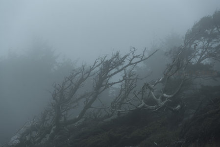 雾霭漫山，枯枝如墨绘苍茫