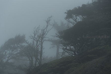 雾中孤树，苍茫山野的静谧剪影