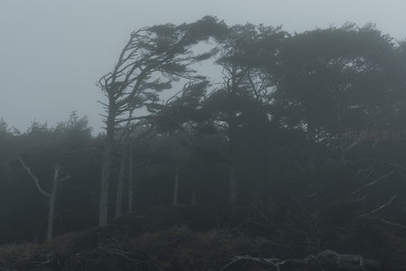 风塑之林，雾霭中的倔强姿态