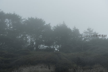 雾锁山巅，绿意与灰白交织的画卷