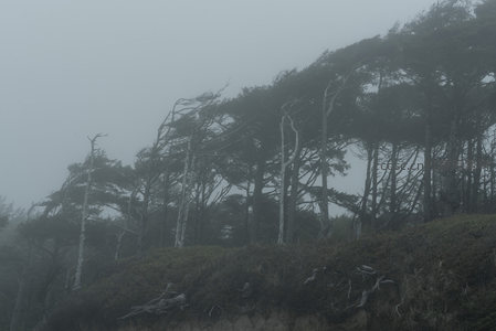 风痕树影，雾中海岸线的沧桑印记