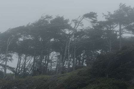 雾中森林，苍劲古树静立山巅