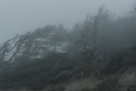 枯枝盘旋，雾锁山林显幽寂