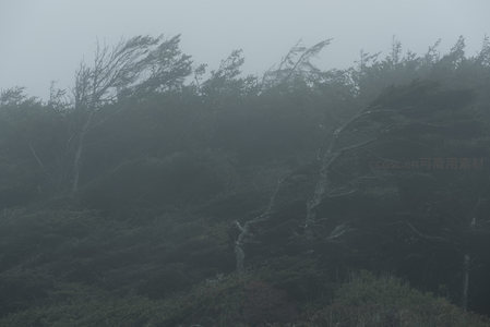 云雾缭绕，密林深处藏幽影