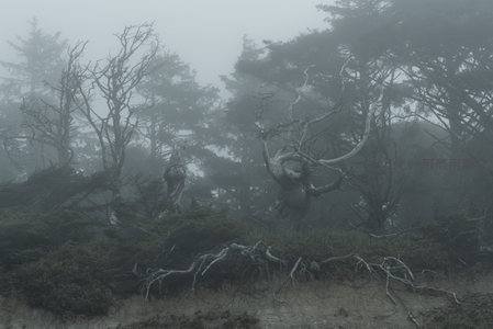 风蚀古木，雾中根脉展沧桑