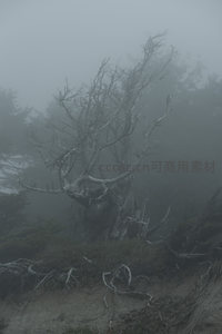 孤树傲雾，枝干如骨写苍茫