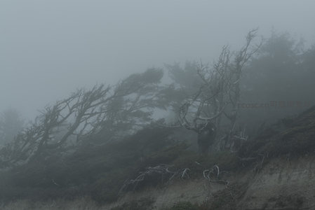 雾锁山崖枯树影，苍茫天地一色间