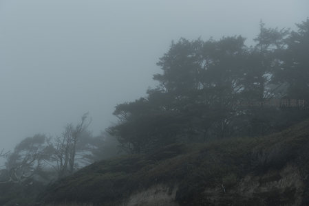 云雾缭绕林梢处，深绿树冠隐天边