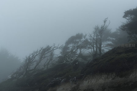 雾中古树盘根错节，山野苍凉意自生