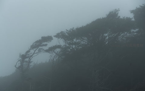 雾海沉浮树影斜，风雕造型显苍劲
