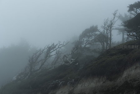 雾罩荒坡枯木立，山色空蒙意悠远