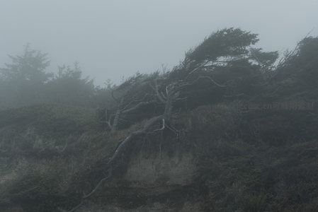 雾中枯树与山坡的静谧景象