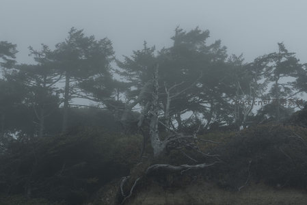 雾霭中的古老松林与倒木