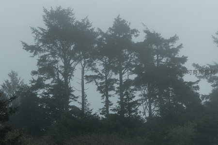 迷雾森林中的高耸树影