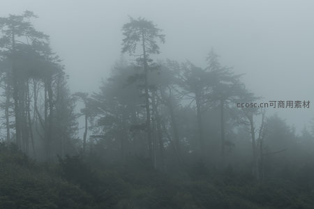云雾缭绕，林海深处藏幽径