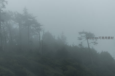 雾中山坡，孤树独立显风骨