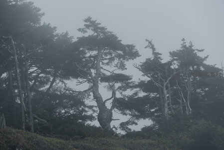 古松傲立雾中，岁月痕迹斑驳
