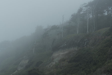 雾锁山崖，孤树静立如画