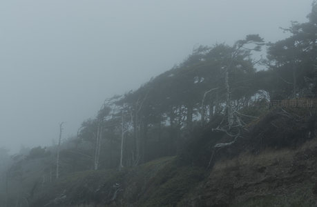 云雾缭绕林梢，苍劲松柏隐现