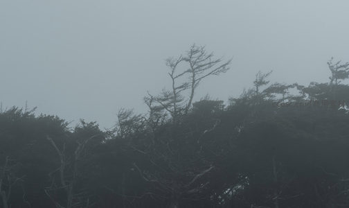 孤枝刺破雾幕，苍凉意境悠长