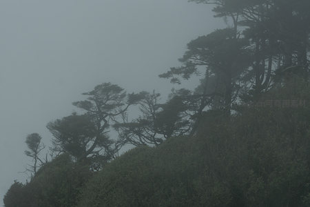 雾中林海起伏，松影摇曳生姿
