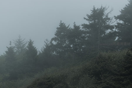 雾中森林，静谧如画