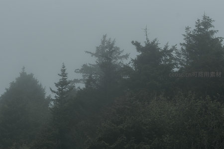 薄雾笼罩的林梢