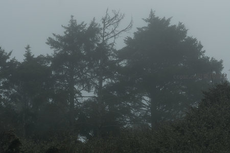 迷雾中的参天古木