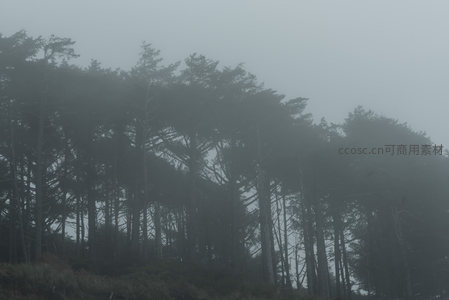 雾锁林海，空灵意境