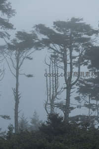 枯枝雾影，孤寂之美