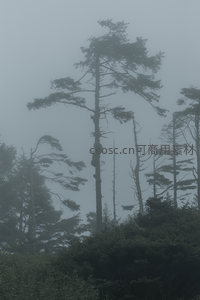 雾中孤松，苍劲挺立于云海之间