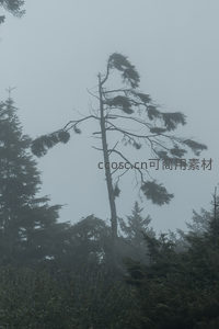 风蚀枯木，雾霭中独舞的倔强身影
