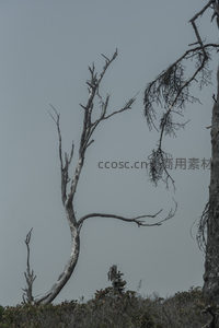 枯枝嶙峋，灰空下的沉默诗篇