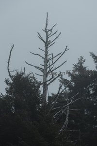 雾锁枯杉，肃穆林间的生命印记