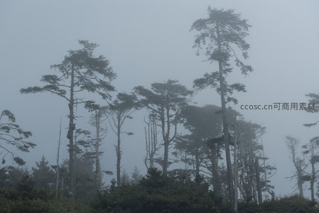云雾缭绕，群松共舞的仙境之境