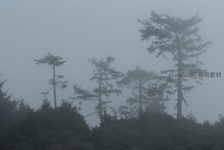 雾中松林，静谧如画的自然仙境