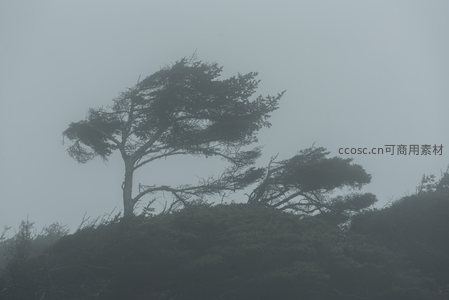 孤树傲立雾海，风姿绰约显坚韧