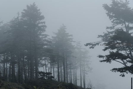 雾锁密林，松影婆娑如水墨画卷